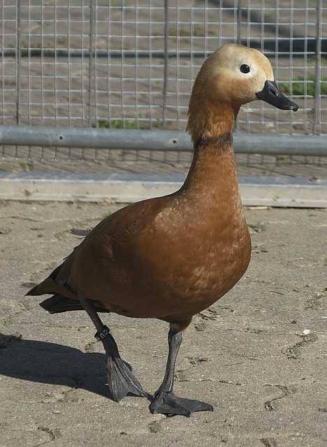 也彰显了他